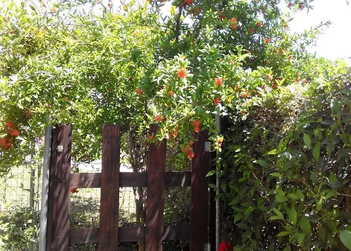 Thin Alos * Polychrono