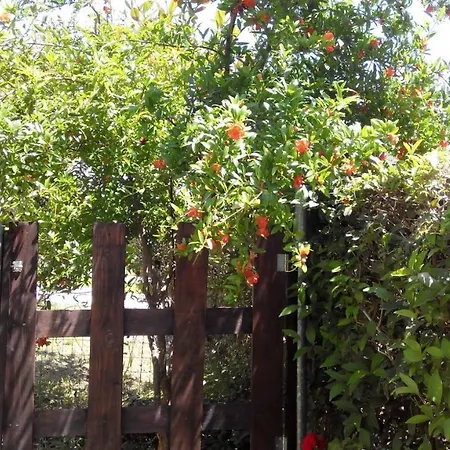 Thin Alos * Polychrono